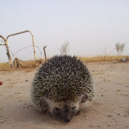 Евгений, Чудово